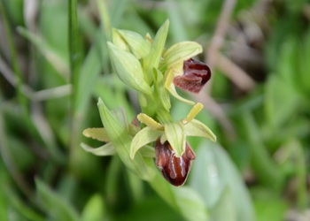 Spinnen-Ragwurz (Ophrys sphegodes) - © Bernard Wieser